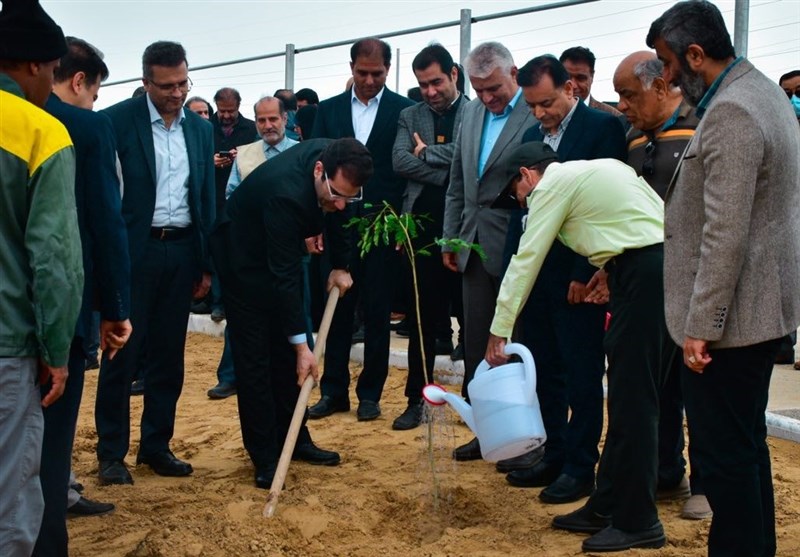 شهرداری بوشهر 2 هزار درخت را غرس کرد+عکس