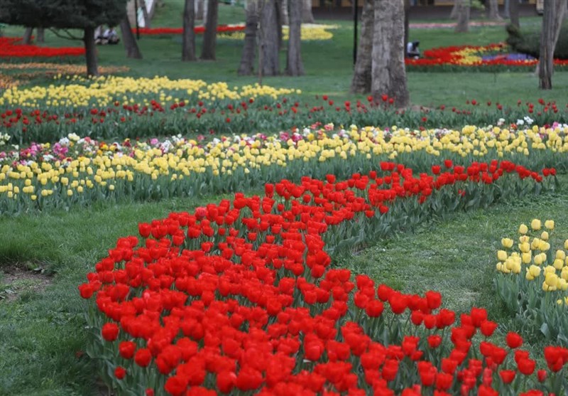 آغاز جشنواره گل‌های لاله در بوستان‌های مشهد
