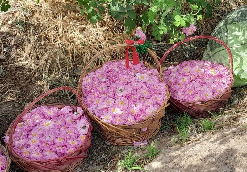 برگزاری دومین جشنواره گل و گلاب در بردسکن