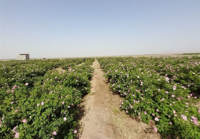 برگزاری دومین جشنواره گل و گلاب در بردسکن