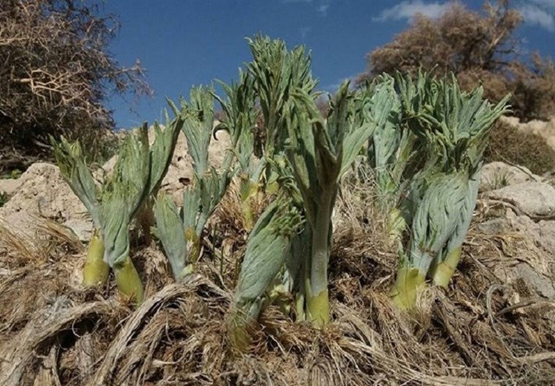 سازمان منابع طبیعی , دارو , 