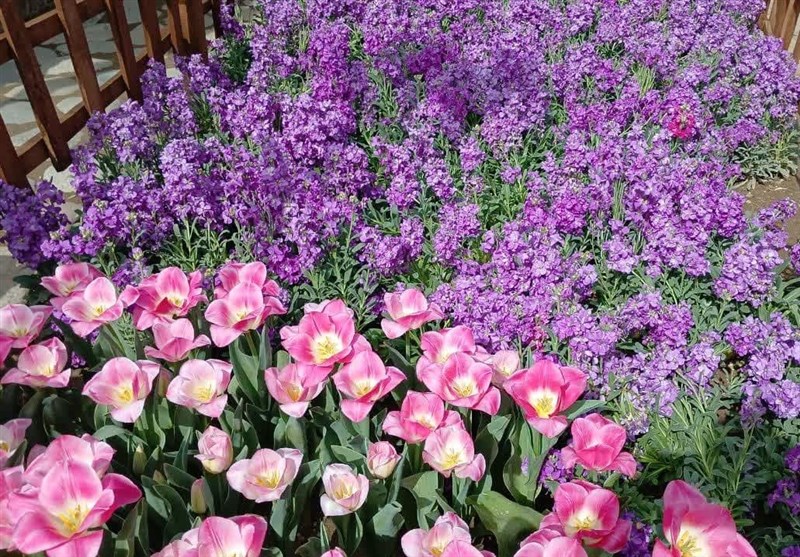 جشنواره لاله‌های کرج؛ تجلی زیبایی‌های طبیعی در دل شهر+تصویر