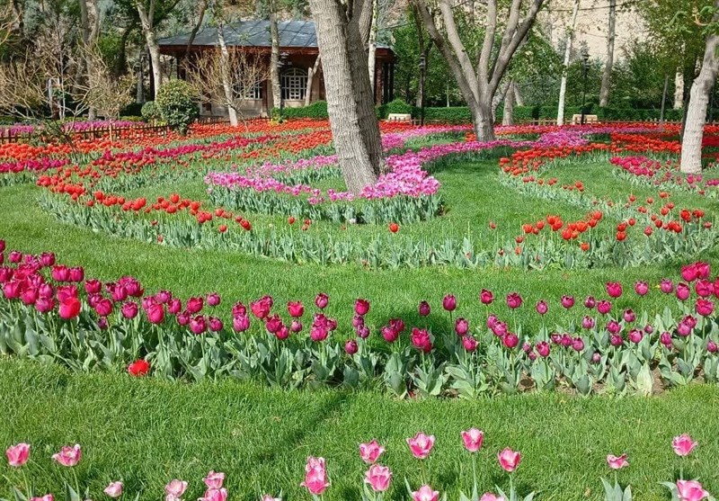 جشنواره لاله‌های کرج؛ تجلی زیبایی‌های طبیعی در دل شهر+تصویر
