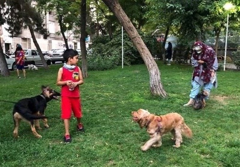 جولان سگ‌های ولگرد و خانگی در اهواز،حیواناتی که قانون گریزند