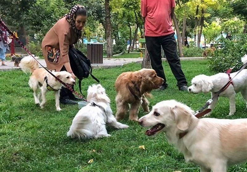 جولان سگ‌های ولگرد و خانگی در اهواز،حیواناتی که قانون گریزند