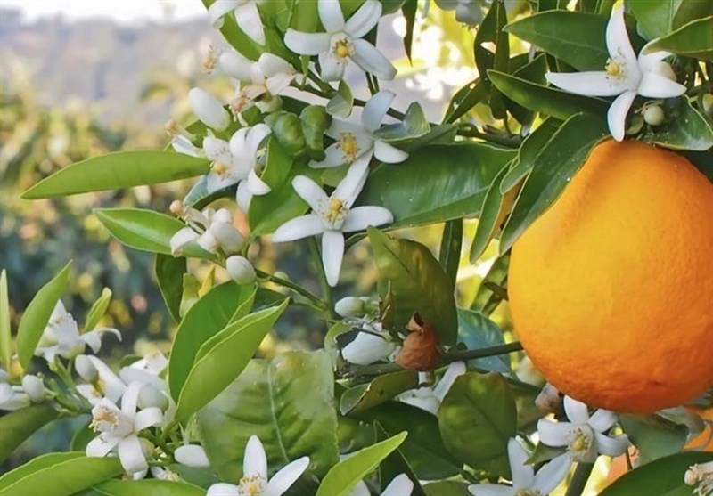 خطر طغیان مگس مدیترانه‌ای در باغات شمال/ آفتی نابودنشدنی!