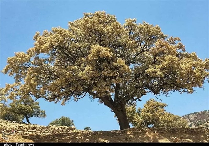 جنگل , 