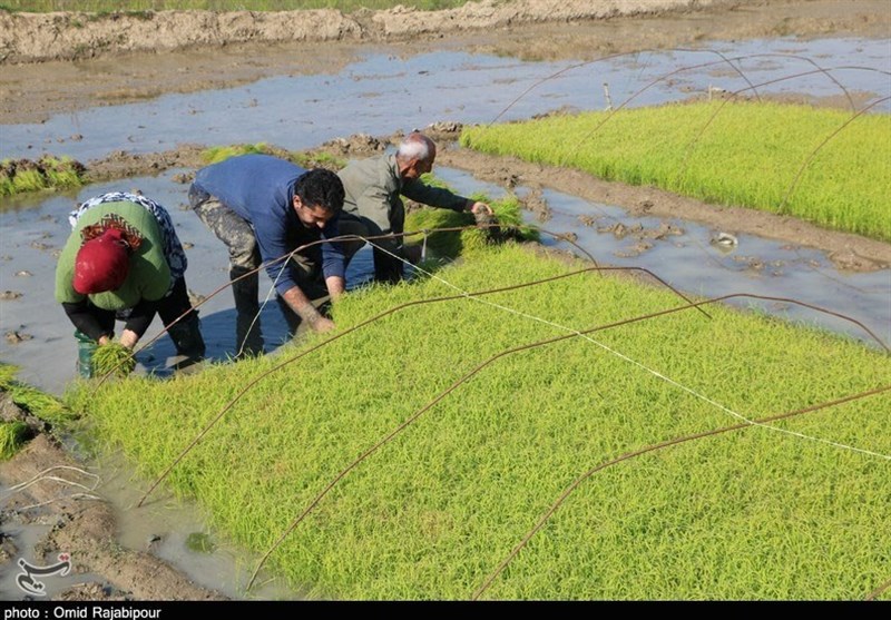 سال طلایی برنج‌کاران در شالیزارها/‌‌‌ آغاز خزانه‌گیری نشا‌ء