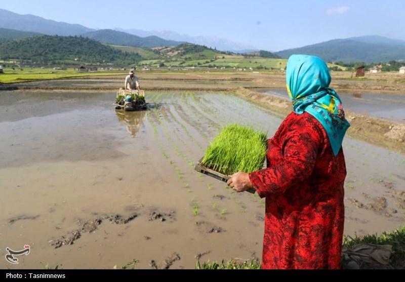 سال طلایی برنج‌کاران در شالیزارها/‌‌‌ آغاز خزانه‌گیری نشا‌ء