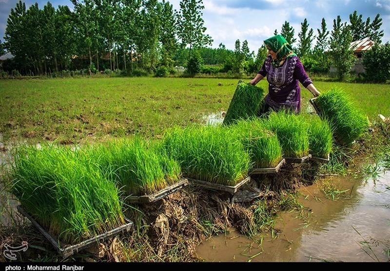 کشاورزی , 