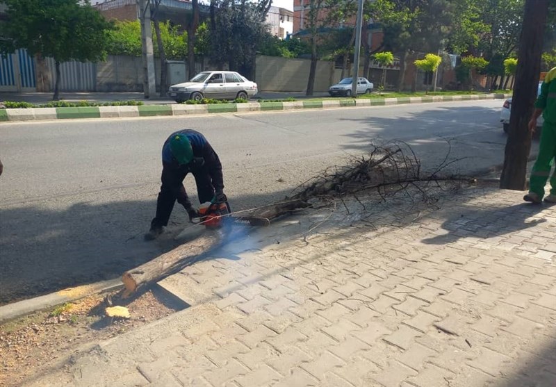 ماجرای قطع درختان در برخی نقاط شهر گرگان چه بود؟
