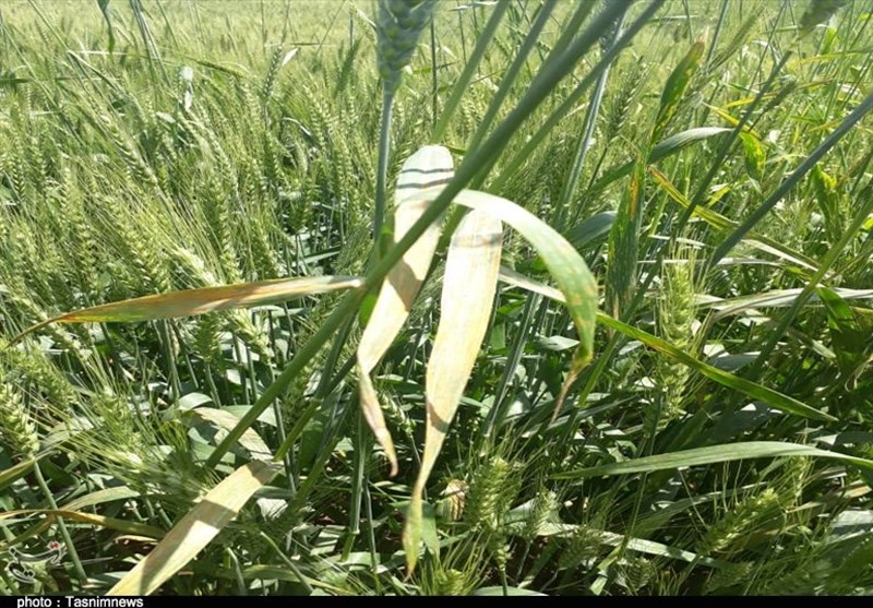 هجوم آفات به گندمزارها/ خوشه‌های طلایی در معرض نابودی