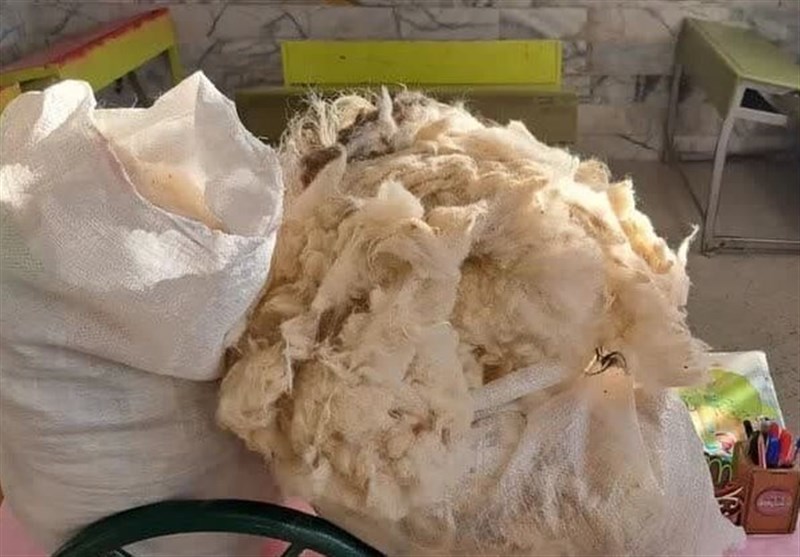 بره ناقلا؛ هدیه متفاوت دانش‌ آموز مرزنشین برای خانم معلم
