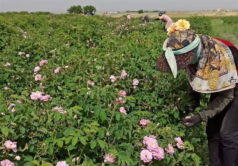 پیش‌بینی برداشت 150 تن گل محمدی از گلستان های گناباد