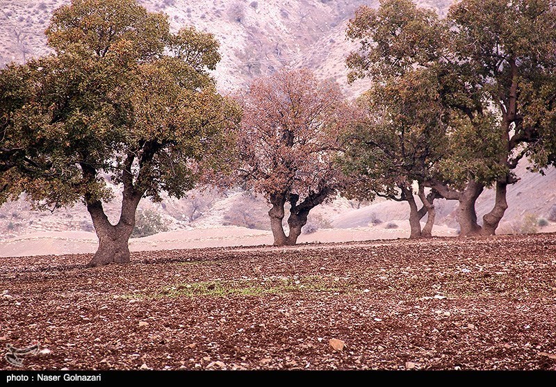 جنگل‌های بلوط در محاصره آفت و آتش/فروپاشی زیستی زاگرس!
