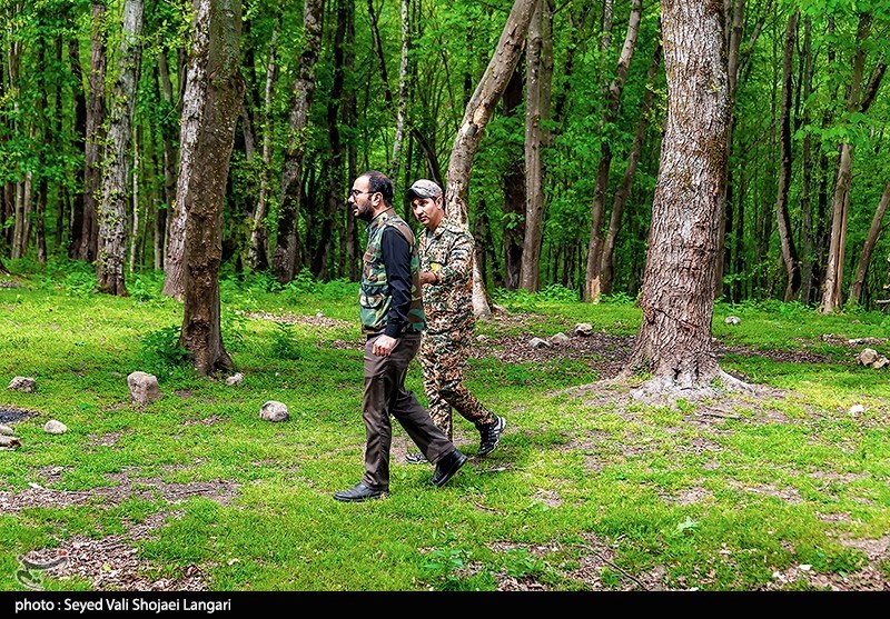 زخم قاچاقچیان بر تن جنگل‌های هیرکانی/درختان ایستاده می‌میرند