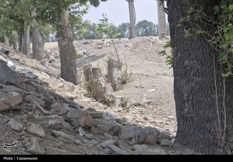 قطع غیرقانونی درختان کهنسال روستای رضی‌آباد احمدآباد مستوفی