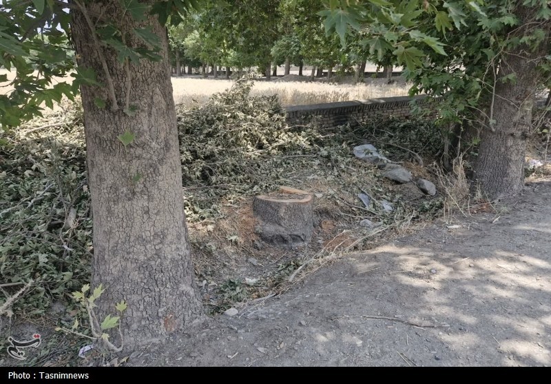 قطع غیرقانونی درختان کهنسال روستای رضی‌آباد احمدآباد مستوفی