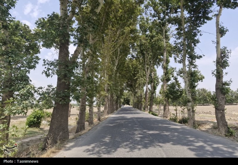 قطع غیرقانونی درختان کهنسال روستای رضی‌آباد احمدآباد مستوفی