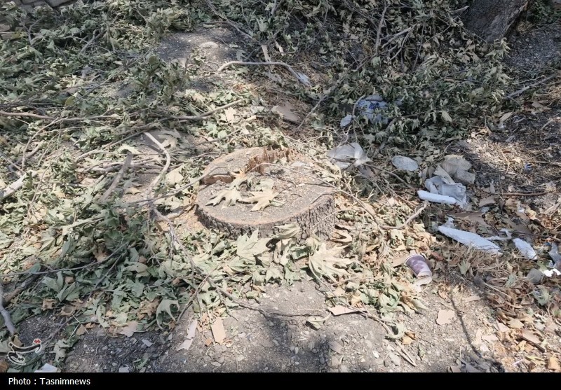 قطع غیرقانونی درختان کهنسال روستای رضی‌آباد احمدآباد مستوفی