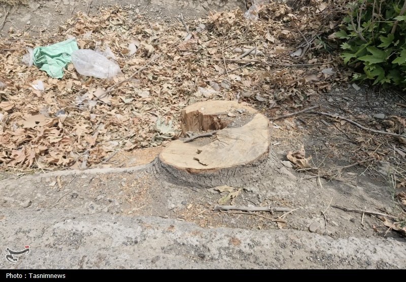قطع غیرقانونی درختان کهنسال روستای رضی‌آباد احمدآباد مستوفی