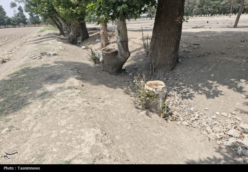 قطع غیرقانونی درختان کهنسال روستای رضی‌آباد احمدآباد مستوفی