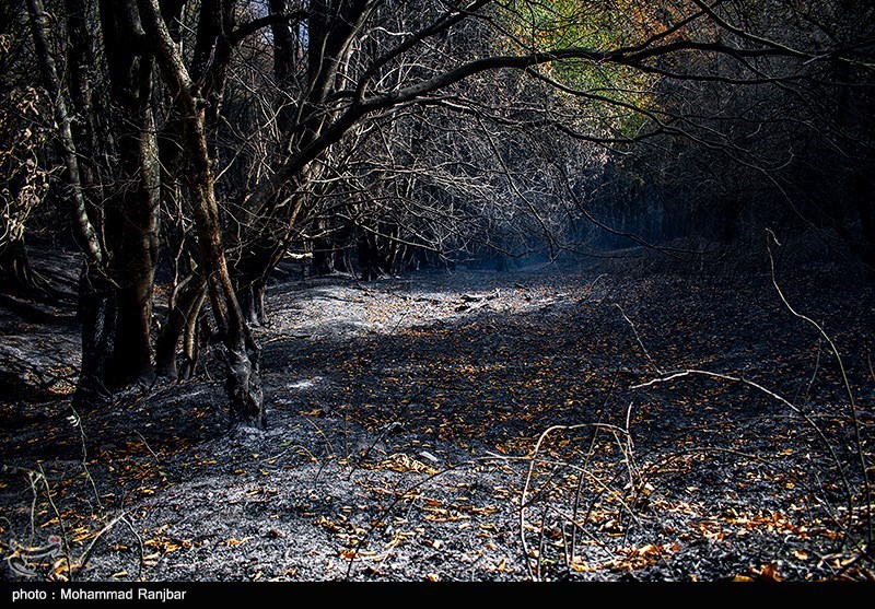 آتش سوزی جنگل ها و مراتع , اخبار چالوس , جنگل های هیرکانی ,