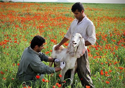 تب برفکی , استان لرستان , اخبار استان لرستان , اخبار خرمآباد ,