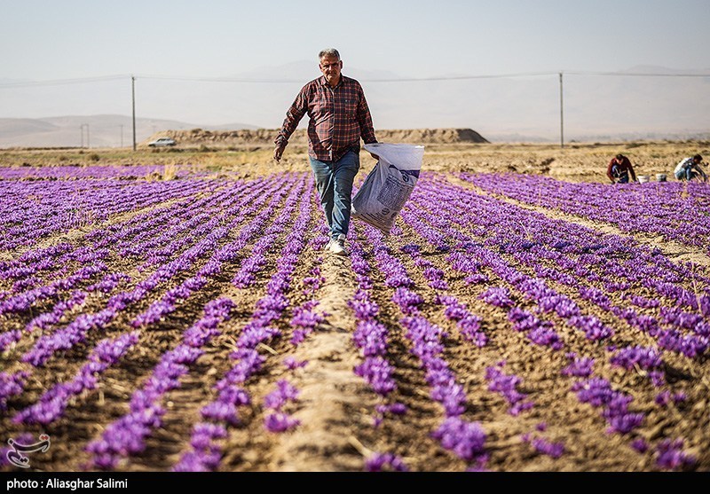 زعفران خراسان جنوبی، بالاترین عیار جهانی را دارد ؛ خلاء نبود فرآوری و صادرات هدفمند