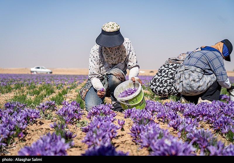 زعفران خراسان جنوبی، بالاترین عیار جهانی را دارد ؛ خلاء نبود فرآوری و صادرات هدفمند