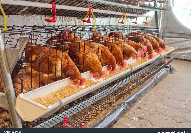 اخبار استان خراسان جنوبی , کمیسیون کشاورزی مجلس ,