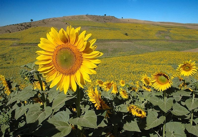 کشاورزی , اخبار شاهرود , اخبار استان سمنان , تسنیم ,