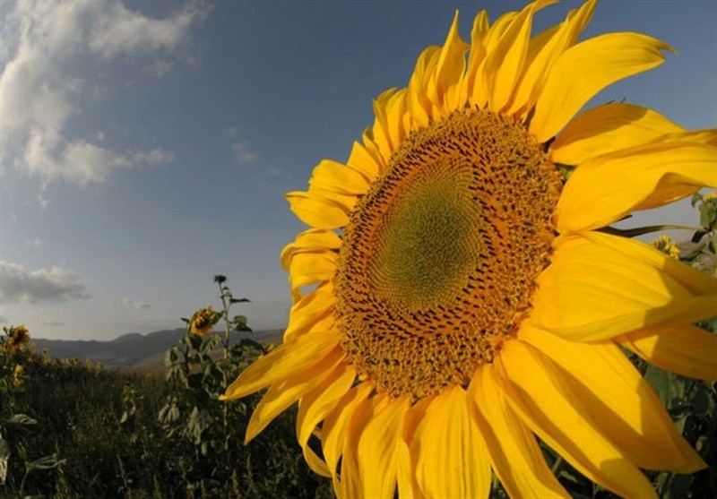 کشاورزی , اخبار شاهرود , اخبار استان سمنان , تسنیم ,