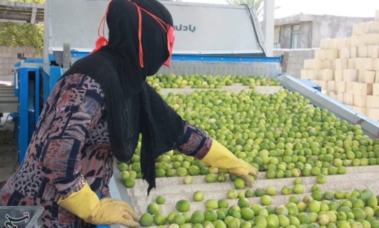 100 هزار تن لیموترش از باغات هرمزگان برداشت شد