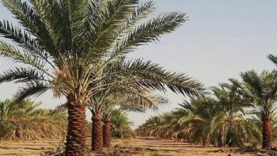 آتش‌سوزی در نخلستان آبادان مهار شد/تلاش آتش‌نشانان شهرداری در سه جبهه