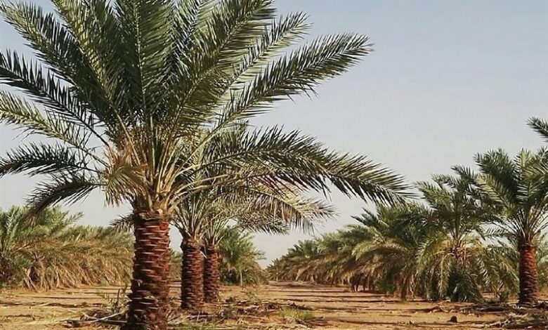 آتش‌سوزی در نخلستان آبادان مهار شد/تلاش آتش‌نشانان شهرداری در سه جبهه