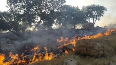 آتش‌سوزی در کمین جنگل‌های غرب مازندران/ منابع طبیعی هشدار داد