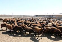 اجرای طرح بهبود راندمان تولیدمثل در 6 هزار راس گوسفند چهارمحال و بختیاری