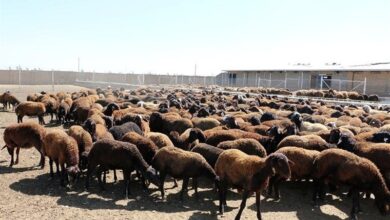 اجرای طرح بهبود راندمان تولیدمثل در 6 هزار راس گوسفند چهارمحال و بختیاری