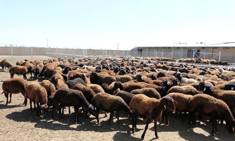 اجرای طرح بهبود راندمان تولیدمثل در 6 هزار راس گوسفند چهارمحال و بختیاری