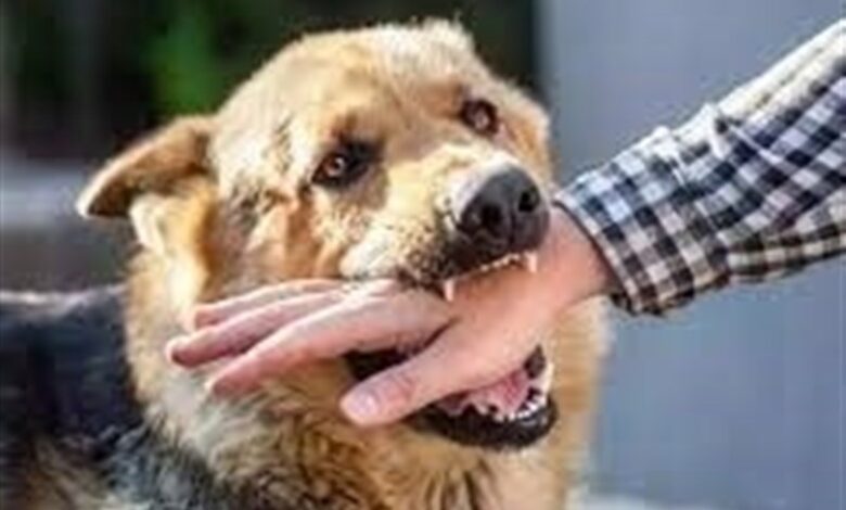 افزایش 6 درصدی حیوان‌گزیدگی در کاشان/آمار نگران‌کننده است