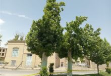 بازسازی فضای سبز نیشابور در کوتاه‌مدت؛ شهروندان چه می‌گویند؟