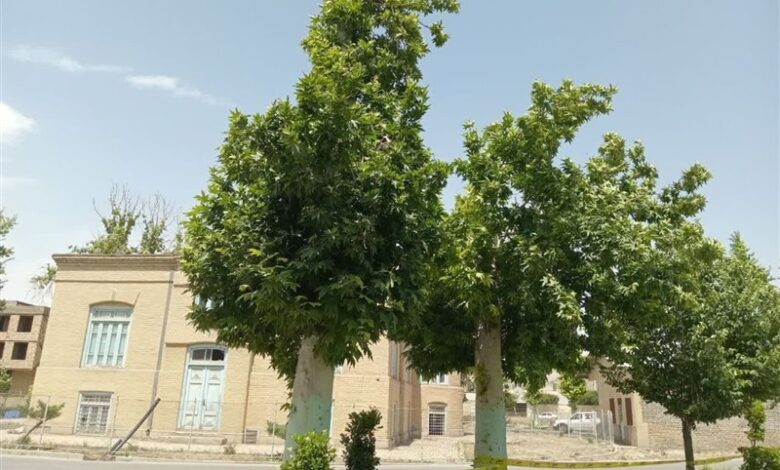 بازسازی فضای سبز نیشابور در کوتاه‌مدت؛ شهروندان چه می‌گویند؟