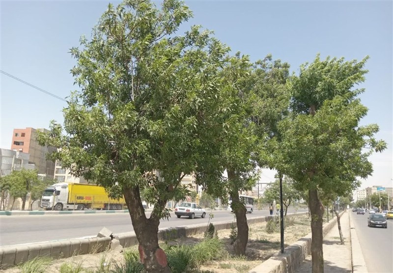 بازسازی فضای سبز نیشابور در کوتاه‌مدت؛ شهروندان چه می‌گویند؟