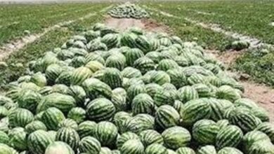 بازی 2 سر باخت هندوانه‌کاران اردبیل