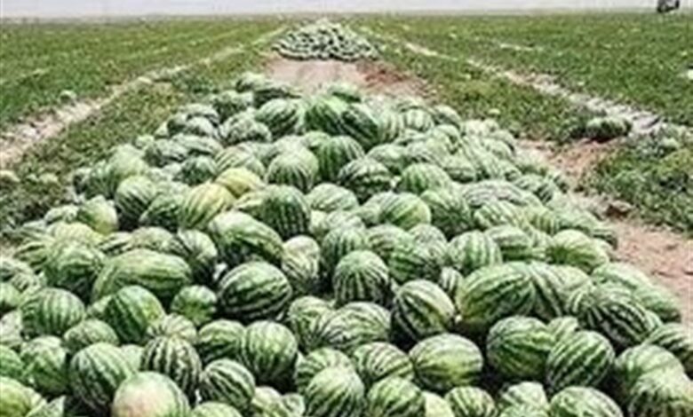 بازی 2 سر باخت هندوانه‌کاران اردبیل