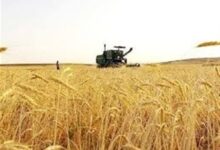 برداشت بیش از 520 هزار تن گندم در استان فارس