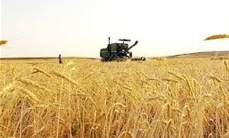 برداشت بیش از 520 هزار تن گندم در استان فارس