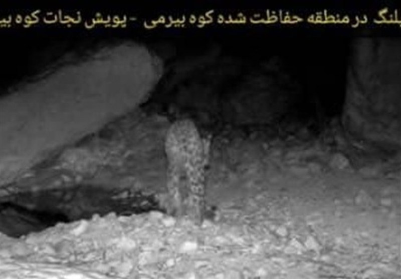 ثبت دومین پلنگ ایرانی در منطقه حفاظت‌شده استان بوشهر+ عکس