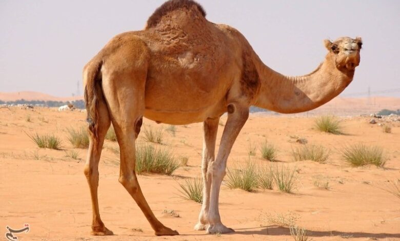 جمع‌آوری شترهای مازاد و نهال‌کاری اولویت اصلی مقابله با گردوغبار قم